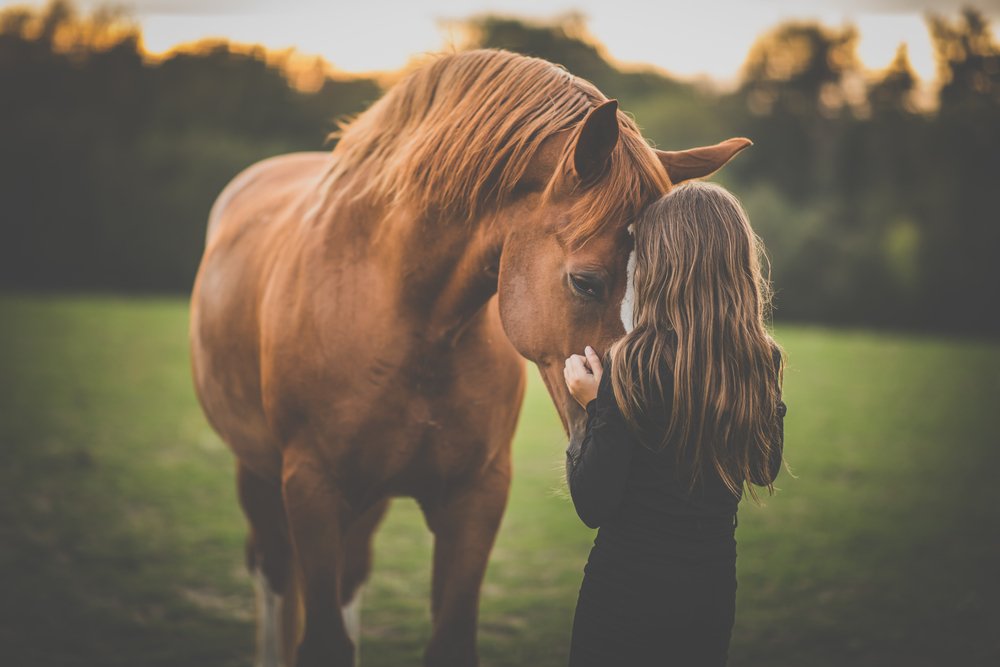senior horse holistic care